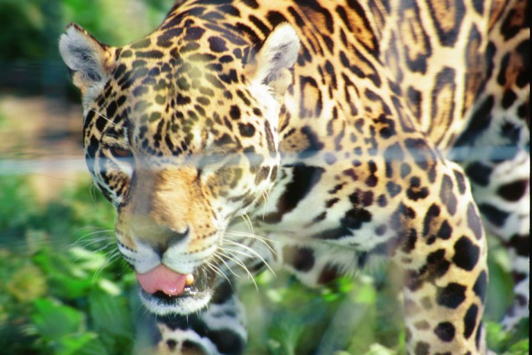 Jaguar Animal Running. picture is the jaguar.