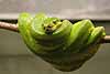 Emerald tree boa - what all the fashionable trees are wearing this season