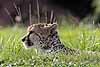 A cheetah hiding in the grass