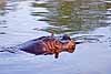 A hippopotamus partially submerged