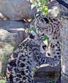 Two snow leopard kittens play-fighting