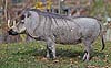 Warthog standing on grass