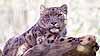 A snow leopard on a rock