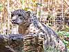 A snow leopard stalking