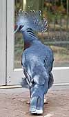 A Victoria crowned pigeon on the floor