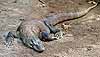 A Komodo dragon demonstrating its camouflage