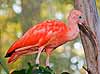 A Scarlet ibis