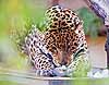 A jaguar enjoying a treat
