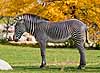 A Grevy's zebra