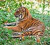 A Sumatran tiger resting in the grass