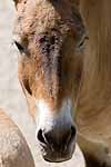 Przewalski's horse