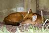 Let sleeping dholes lie