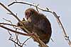 Japanese Macaque