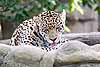 A jaguar doing one of the things cats do best