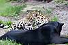 Two jaguars