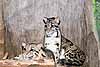 Clouded leopards