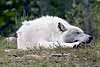 Arctic wolf