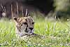 A cheetah hiding in the grass