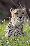 The cheetah spots a nice light snack