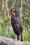 A ground hornbill