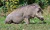 Warthog