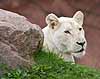 White lioness