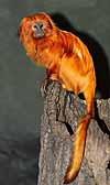 Golden lion tamarin