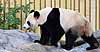 Giant panda