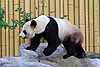 Giant panda