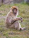 Barbary Ape sitting