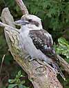 Kookaburra on a tree branch