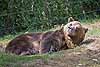 Grizzly bear lying in the grass