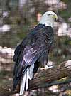 Bald eagle