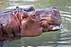 A hippopotamus in the water