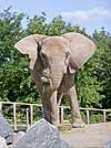 African elephant with ears flared