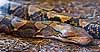 Reticulated python