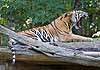 Sumatran tiger yawning