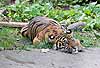 A young Sumatran tiger doing what cats do best