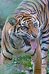 A Sumatran tiger on the prowl