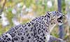 A snow leopard