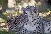 A snow leopard kitten snuggling with its mother