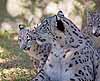 A snow leopard with her two kittens