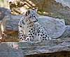 A snow leopard kitten perched on rocks