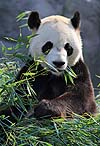 Giant Panda (Da Mao)