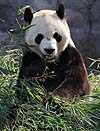 Giant Panda (Da Mao)