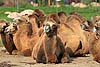 Bactrian camels