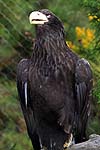 Steller's Sea Eagle