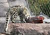 Snow leopard cub