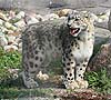 Snow leopard