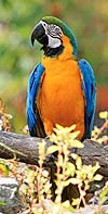 Macaw